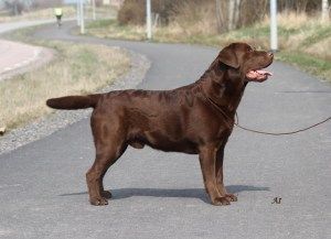 Mocca's far - Robust Brown Twin Tip - Max (her 5 år)